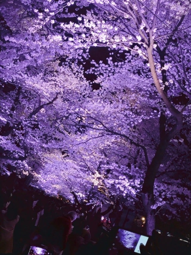 2019高田公園夜桜